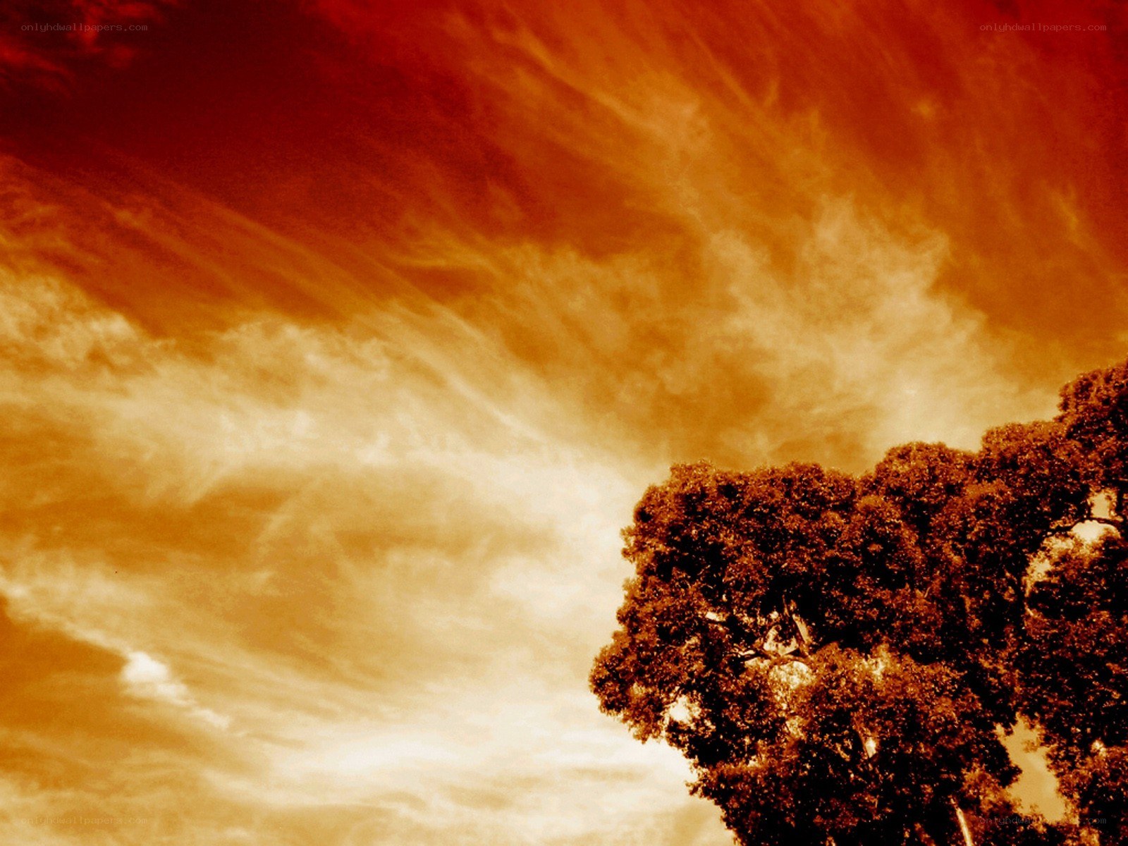 Tree against fiery sky
