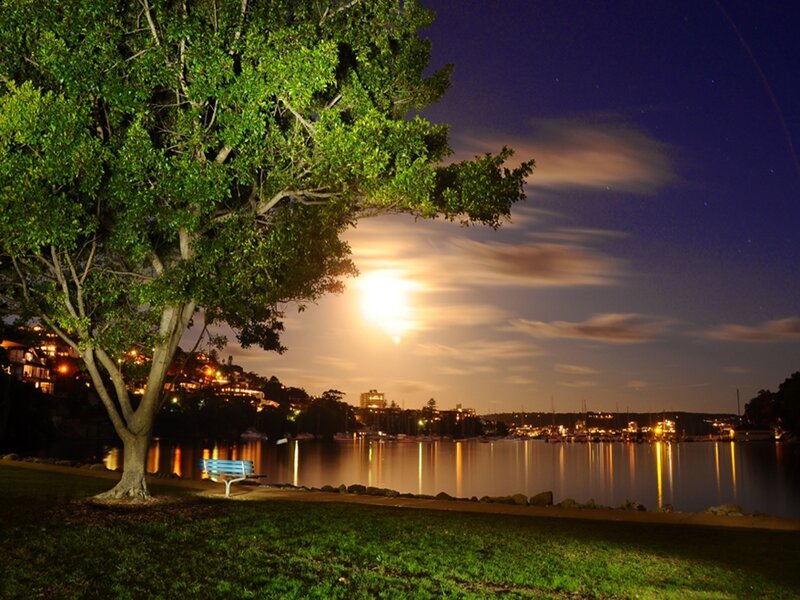 Tree and Bench at Night