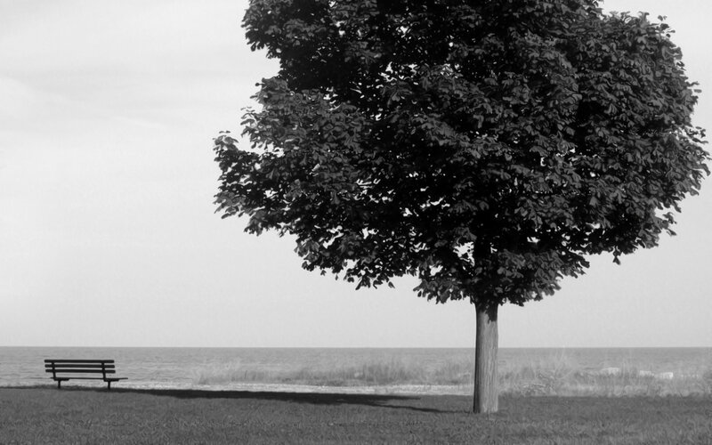 Tree and Bench by Water