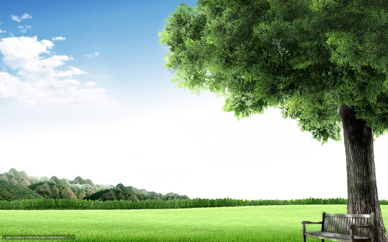 Tree and Bench in Field — Green