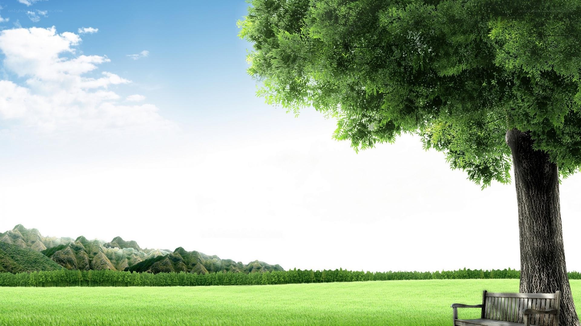 tree and bench in green field