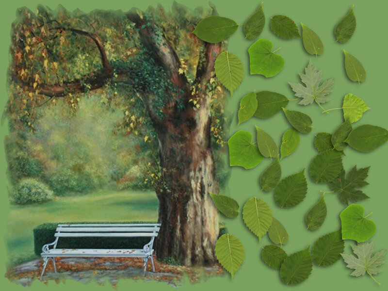 Tree and Bench in Park