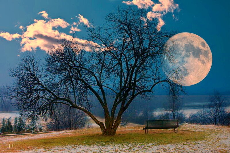 Tree and Bench under Moon