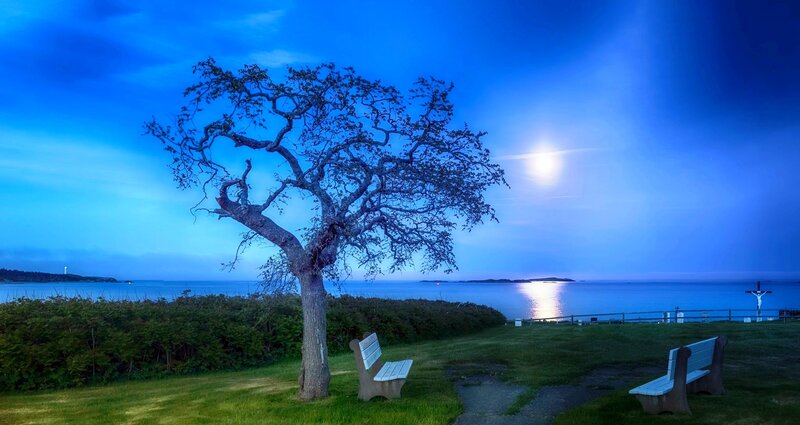 Tree and Benches by Sea