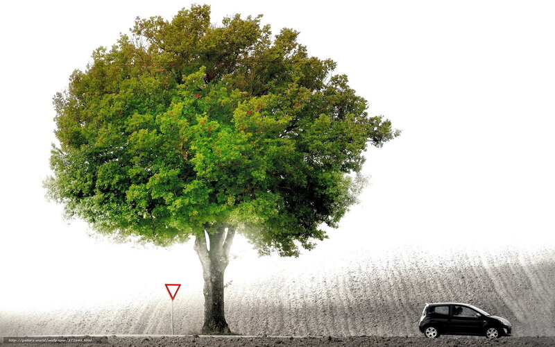tree and car on white background