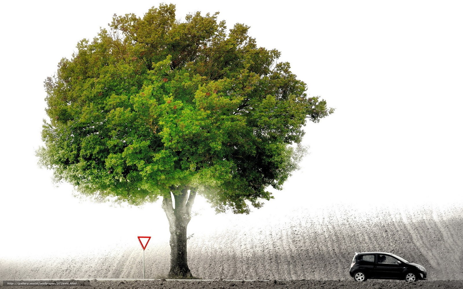 tree and car on white background