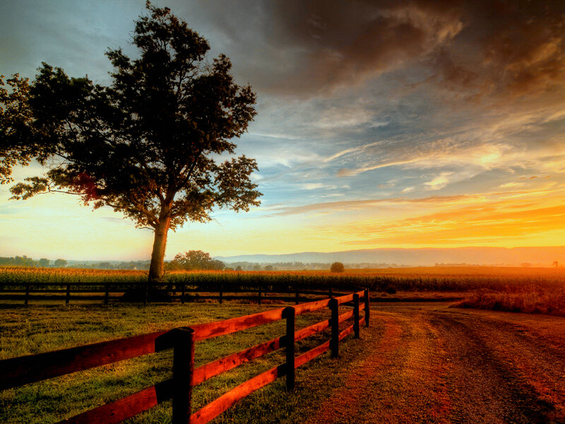 Tree and Fence at Sunset — Orange