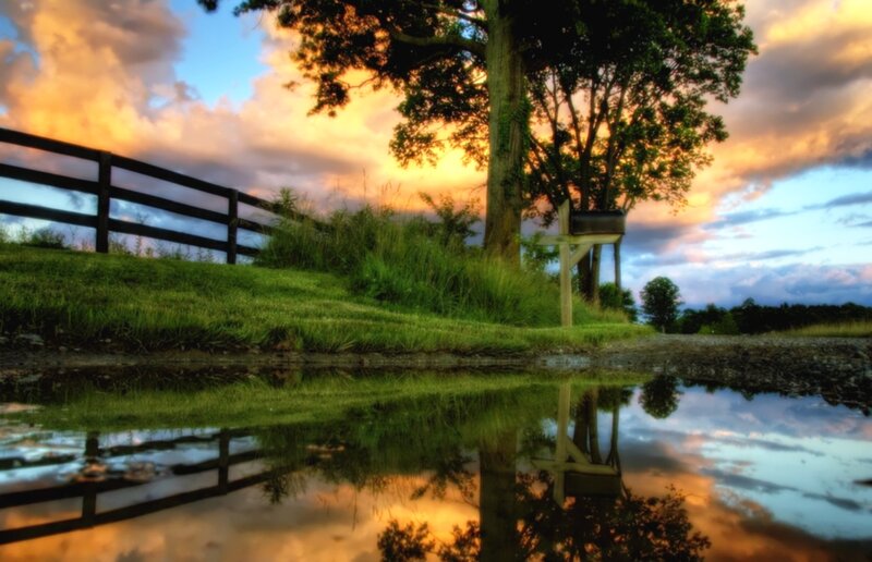 Tree and Fence at Sunset