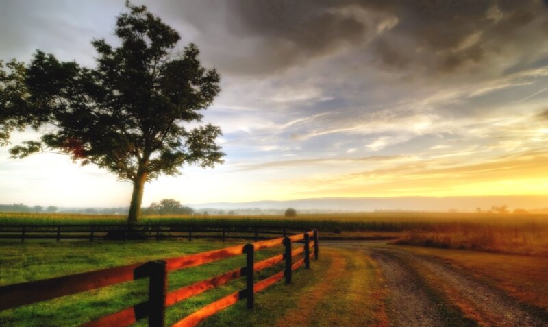 Tree and Fence at Sunset — Yellow