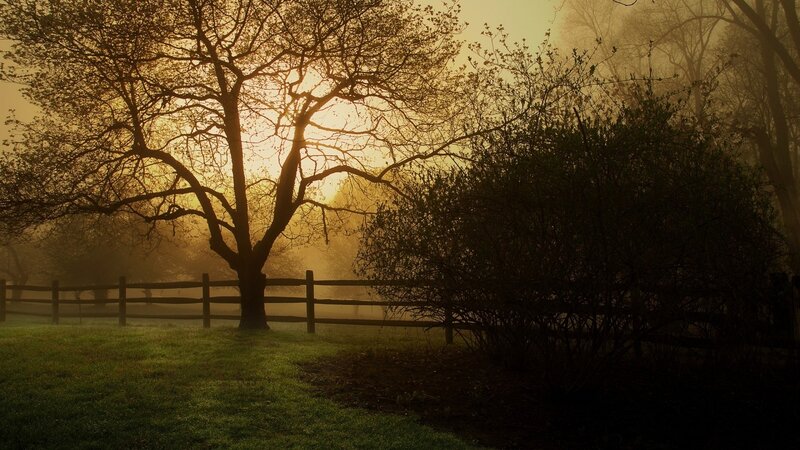 Tree and Fence in Fog — Green