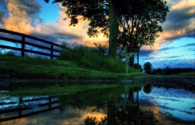 Tree and Fence Reflection
