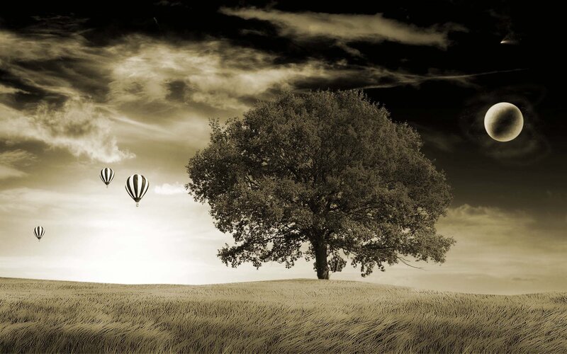 Tree and hot air balloons