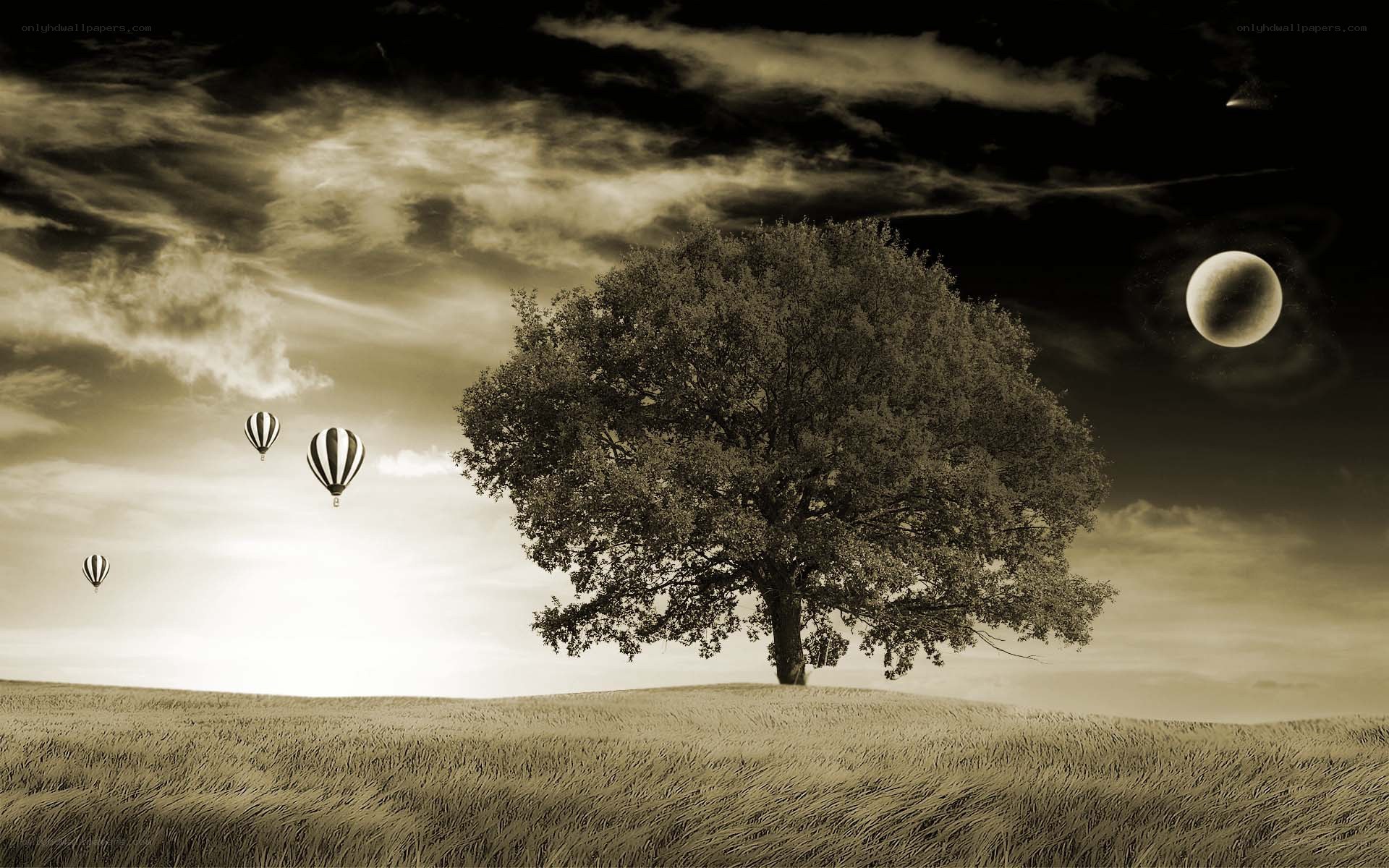 Tree and hot air balloons