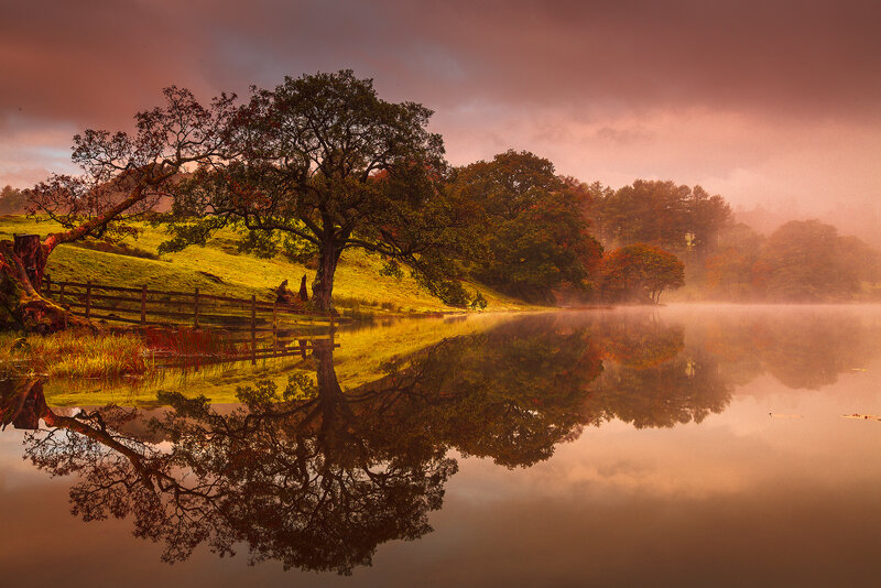 Tree and Lake Reflection