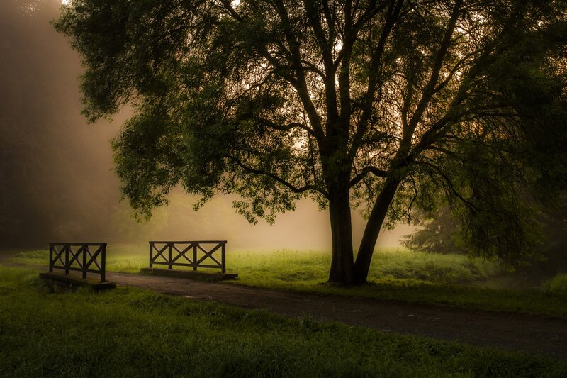 Tree and Path in Fog