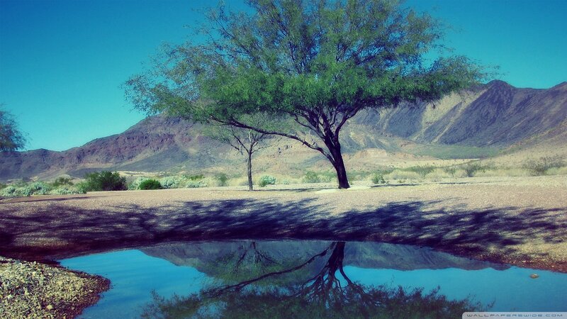 Tree and Reflection in Water — Blue