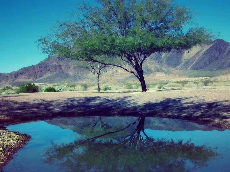 Tree and Reflection in Water