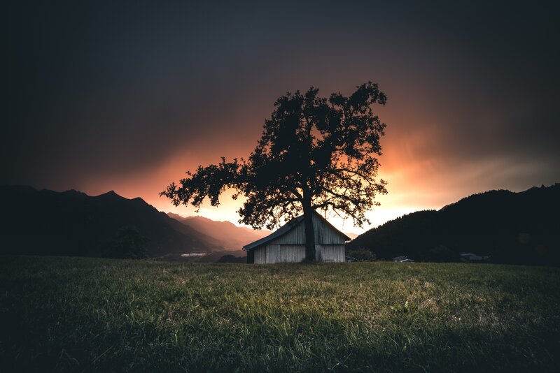 Tree and Shed at Sunset