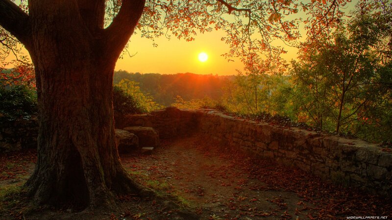 Tree and Stone Wall — Orange, Serene, Sunset