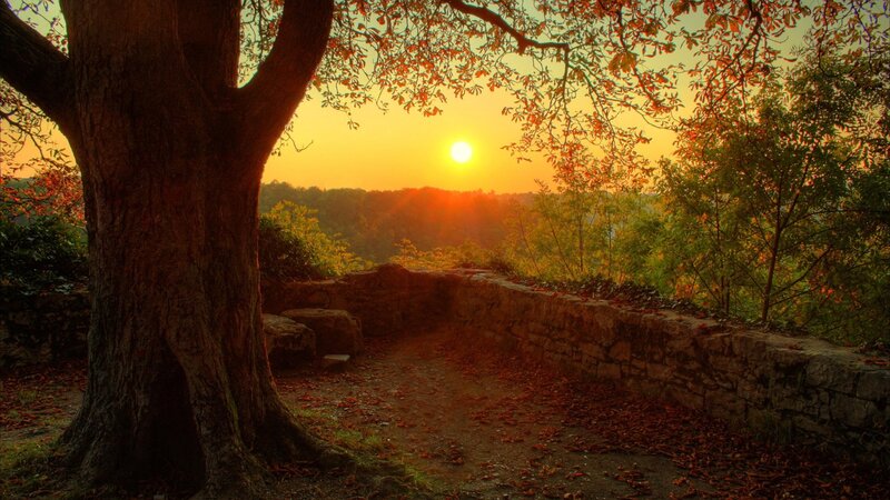Tree and Stone Wall — Orange, Serene