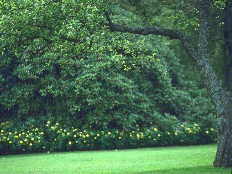 tree and yellow flowers in garden