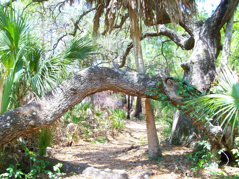 Tree arch in a forest