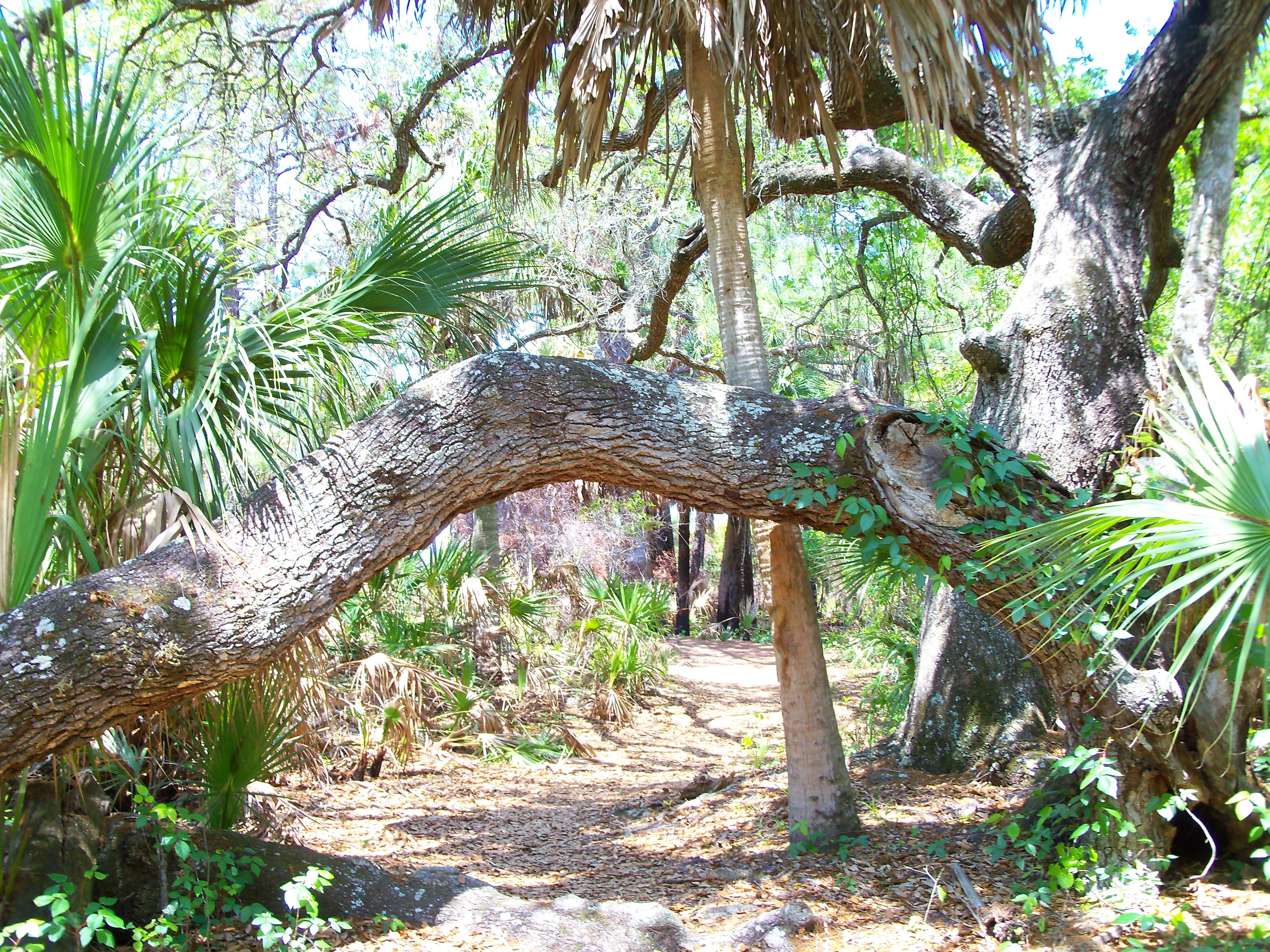 Tree arch in a forest
