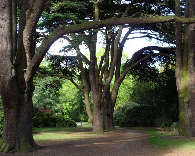 Tree arch in a park