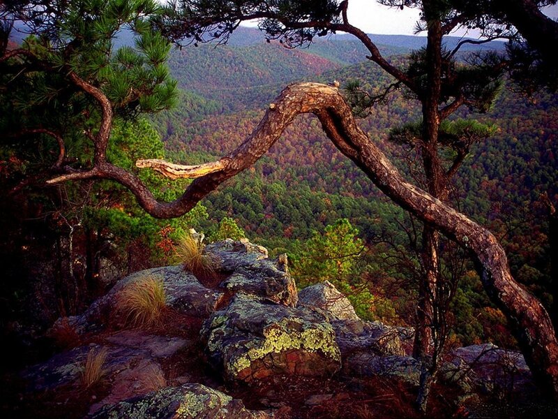 Tree arch over forest valley