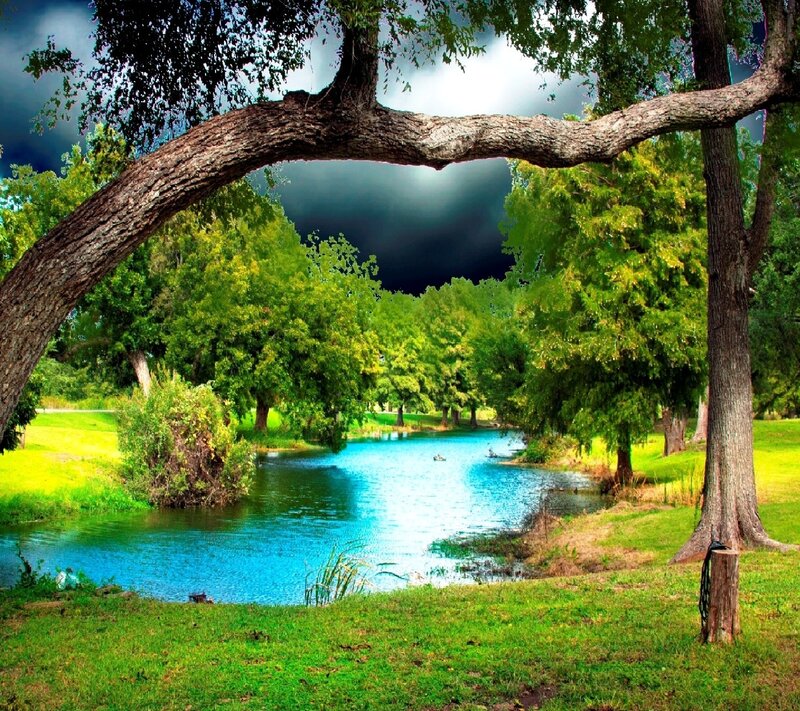Tree Arch over Pond — Green
