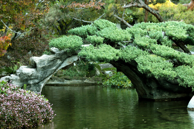 Tree Arch over Pond