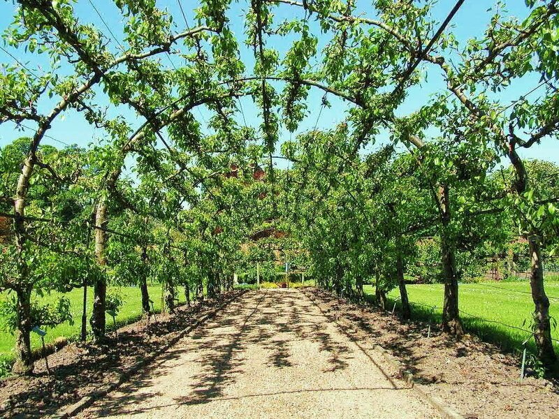 tree arch pathway