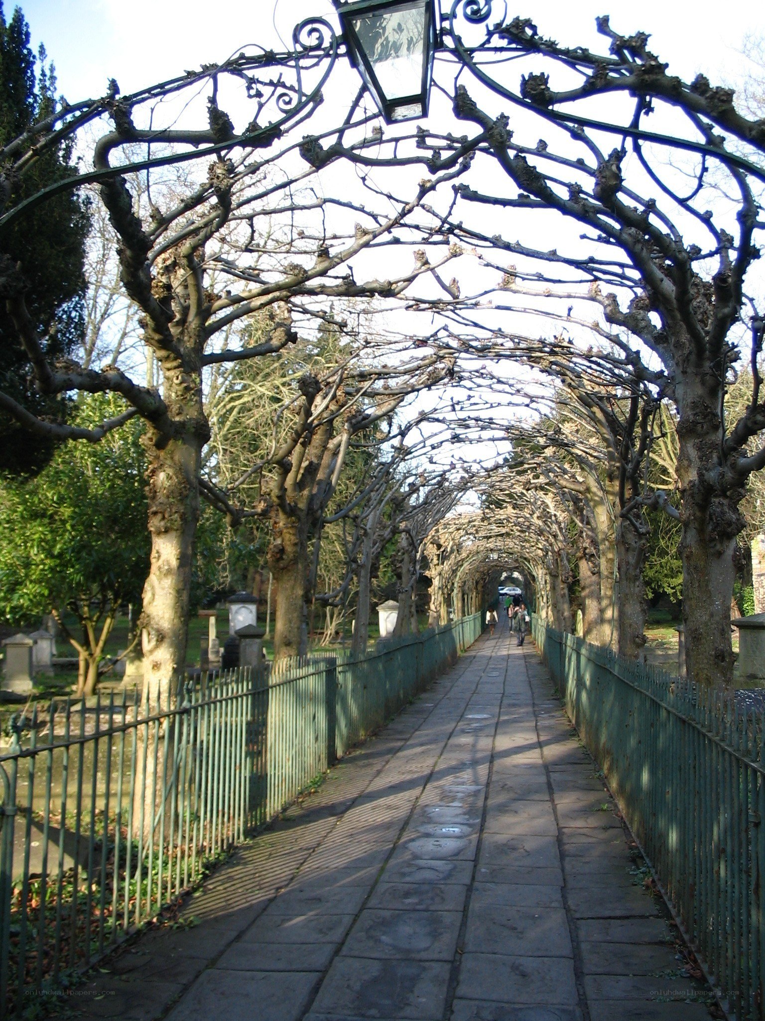 tree arch pathway
