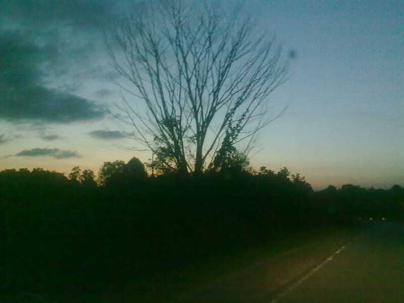 tree at dusk on roadside