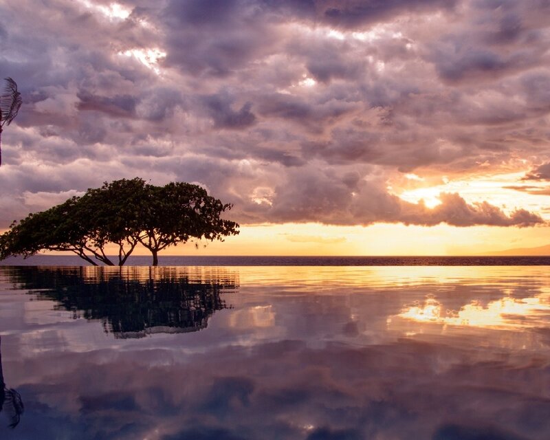 Tree at Infinity Pool — Purple