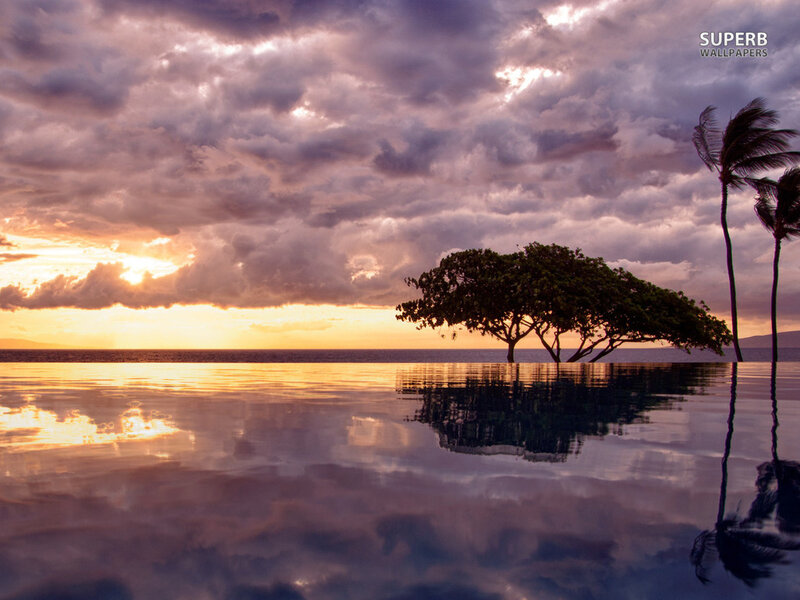 Tree at Infinity Pool