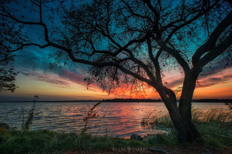 Tree at Lakeside Sunset
