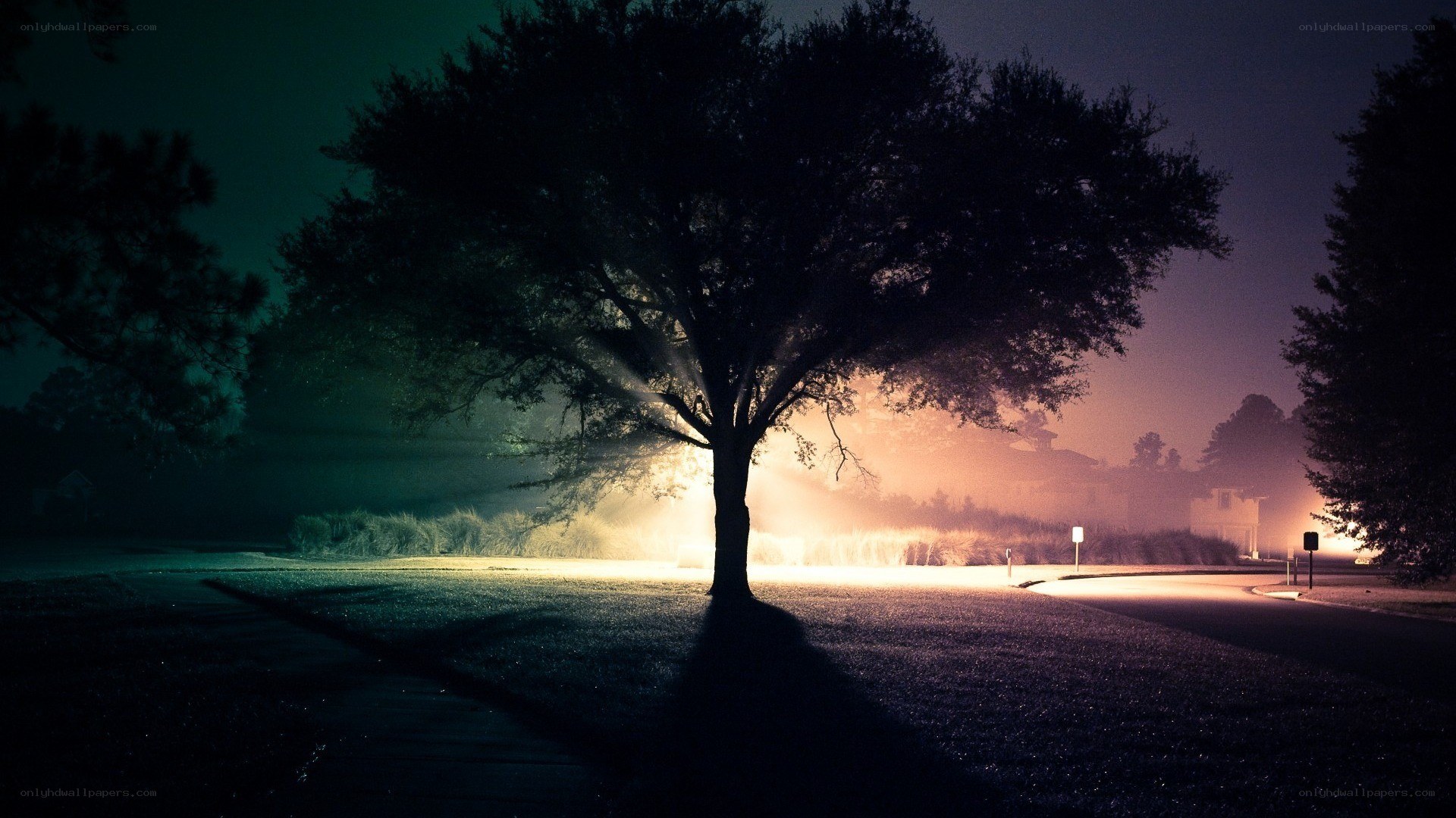 tree at night with fog