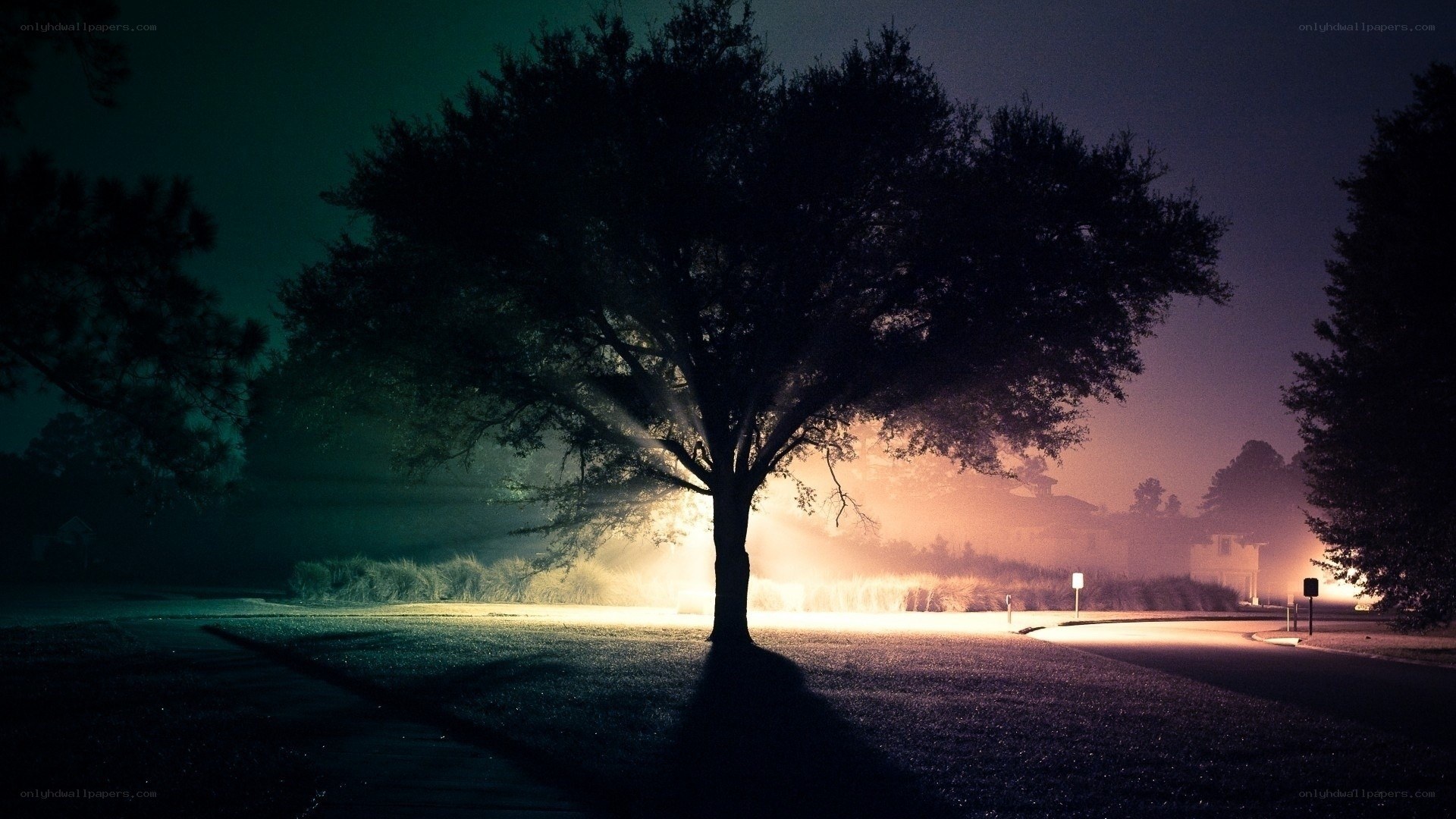 tree at night with light beams