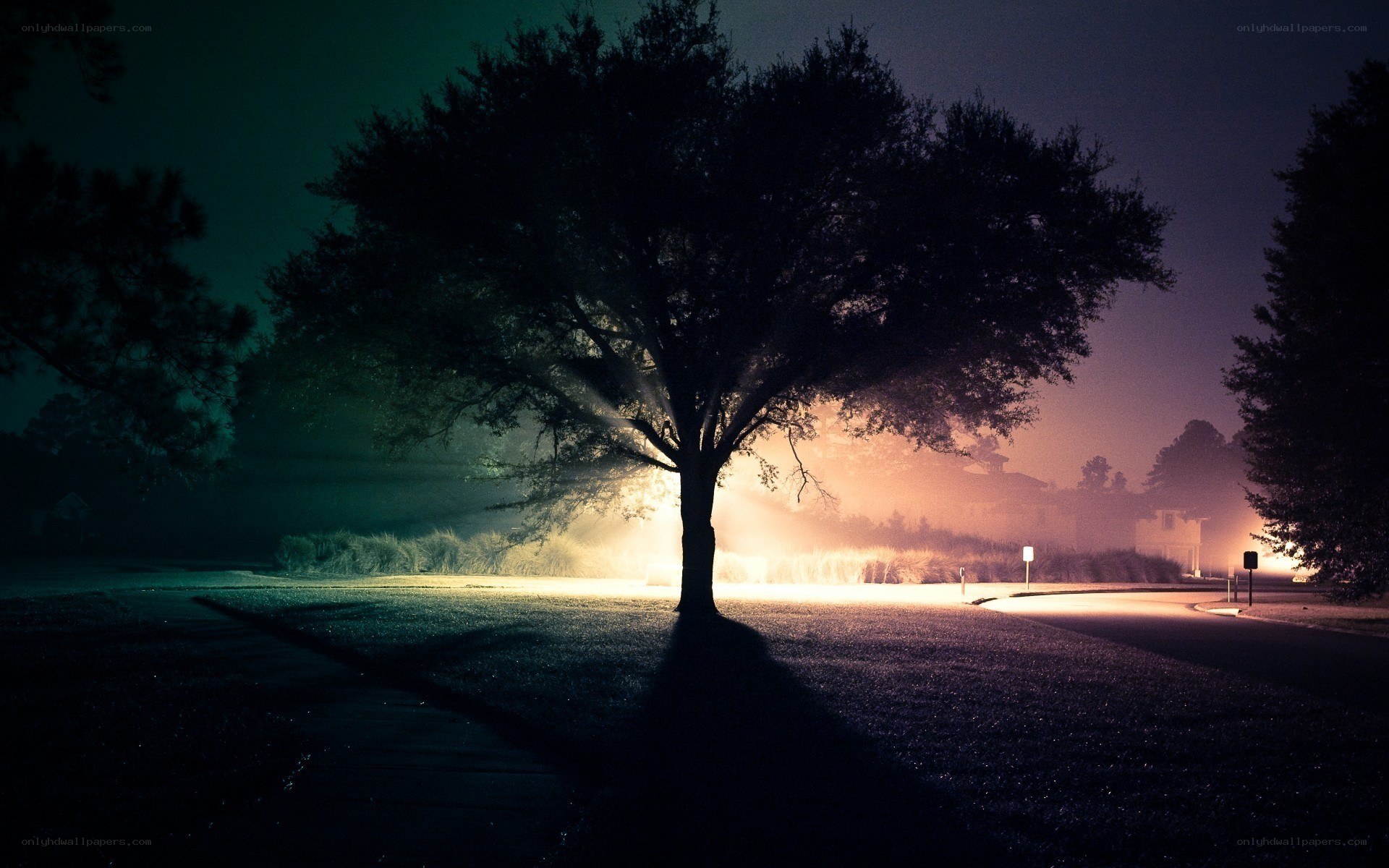 Tree at night with light rays