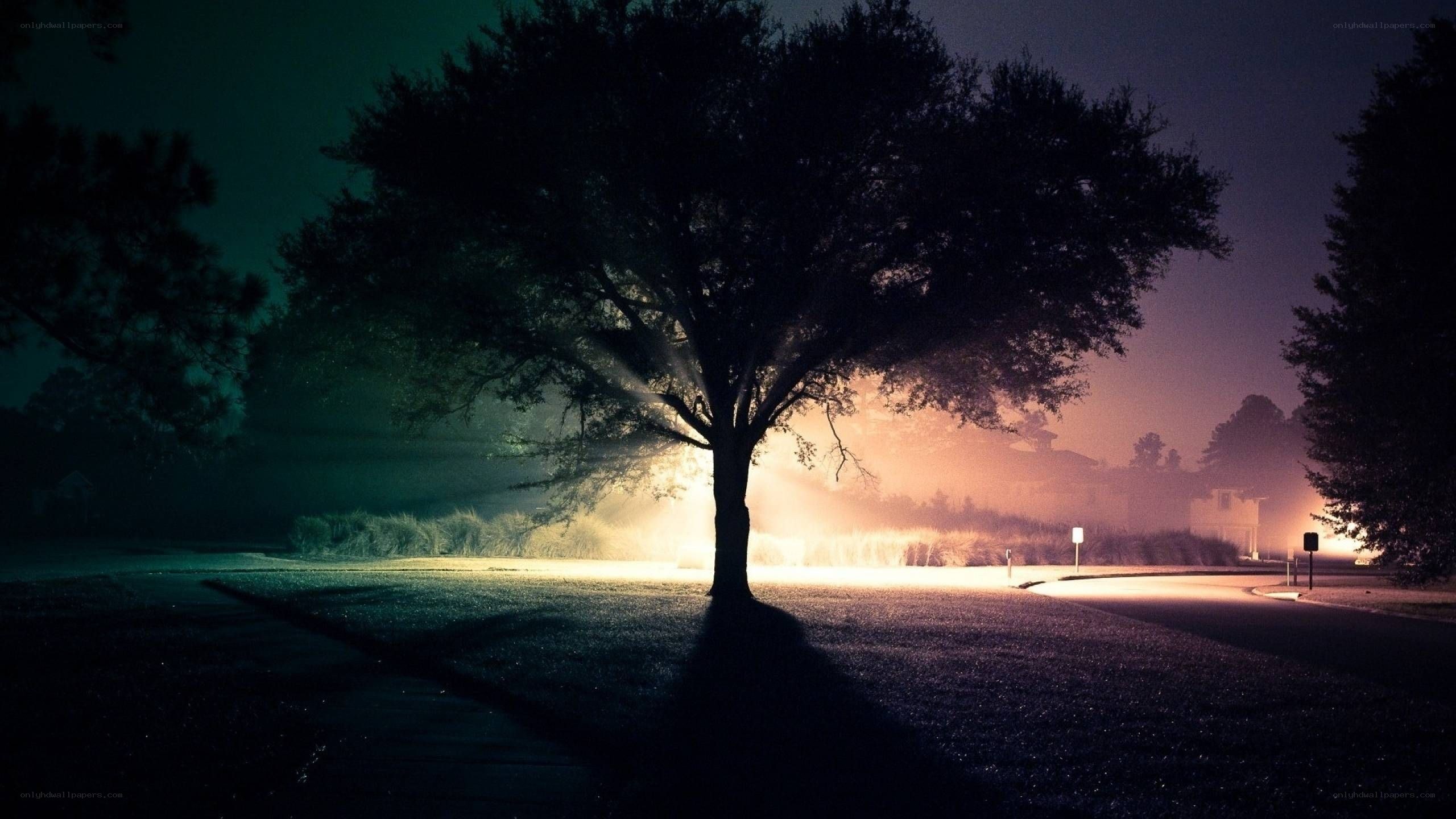 tree at night with light