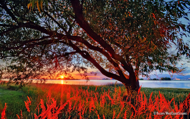 Tree at Sunset by Water