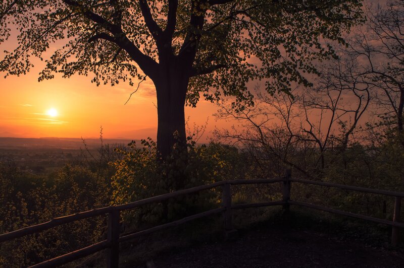 Tree at Sunset — Orange, Serene, Photograph, Sun, Fence
