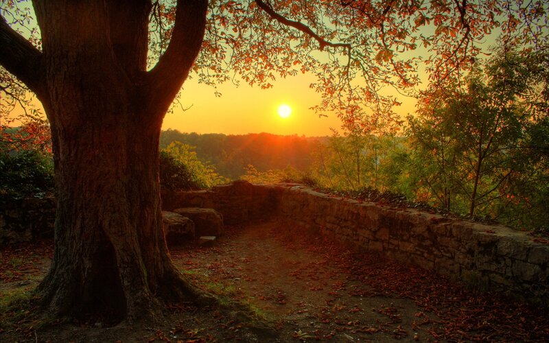 Tree at Sunset — Orange, Serene, Photograph, Sun, Path