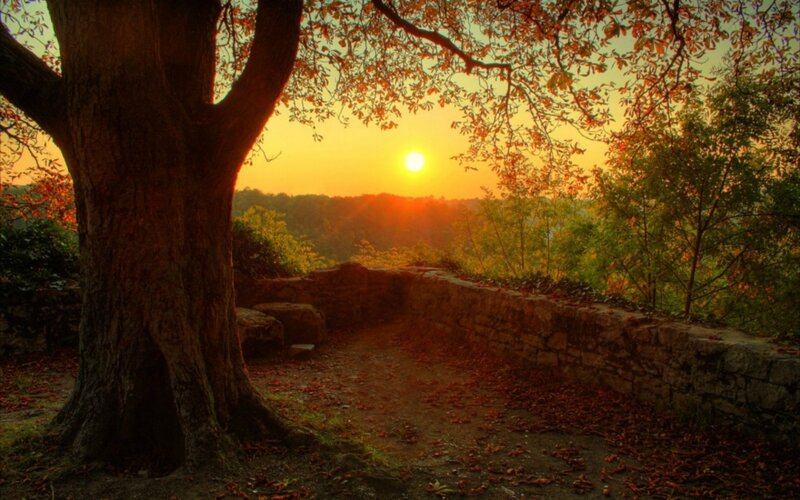 Tree at Sunset — Orange, Serene, Photograph, Sun