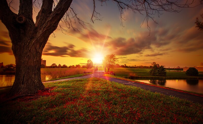 Tree at Sunset — Orange, Serene, Photograph