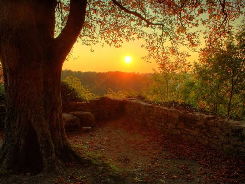 Tree at Sunset — Orange, Serene