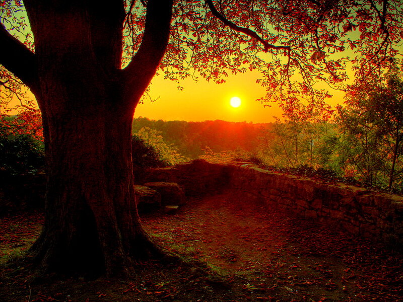 Tree at Sunset — Red