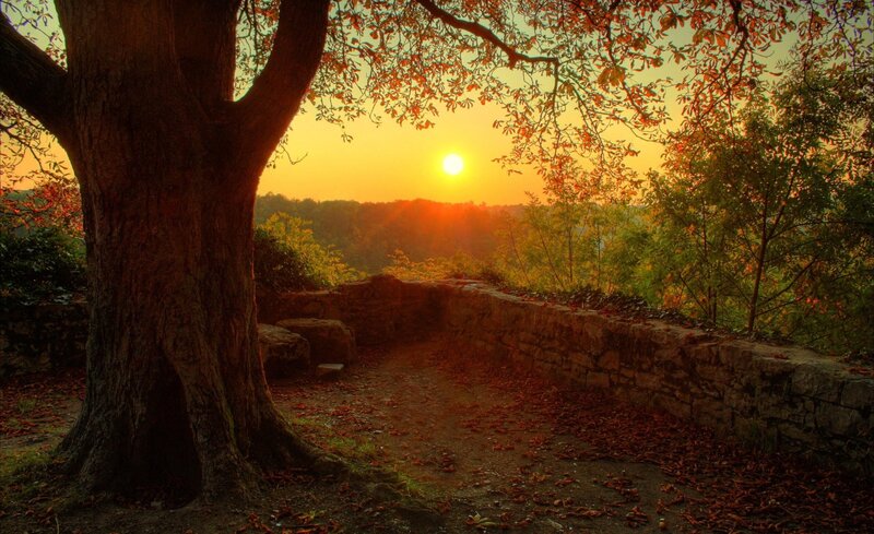 Tree at Sunset