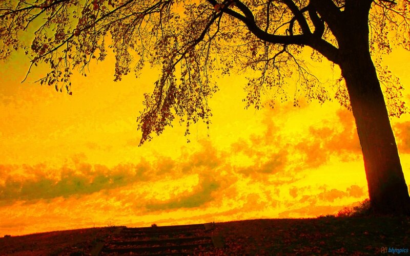 Tree at Sunset — Yellow